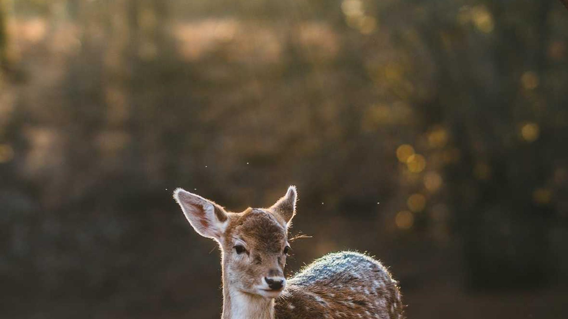 旅行中的小確幸